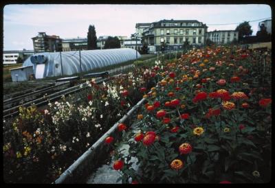 Site du CHUV avant la construction de ce dernier. De droite à gauche sur l'arrière plan, l'hôpital cantonal, le bloc opératoire, le pavillon chirurgical et son annexe.