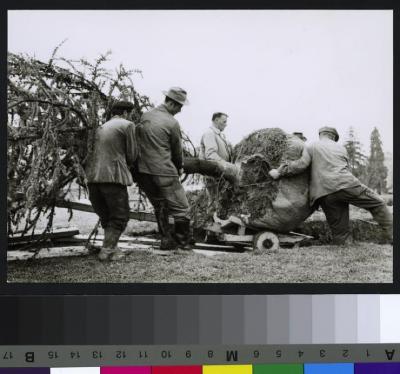 Site du CHUV avant la construction de ce dernier: pose d'un cédre.
