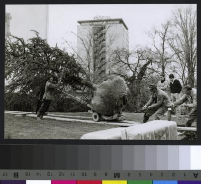 Site du CHUV avant la construction de ce dernier: pose d'un cédre. Au fond le bâtiment des Allières à gauche et la tour de Chantepierre au centre.