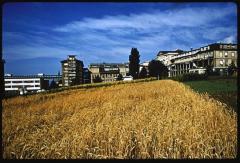 Site du CHUV avant la construction de ce dernier. De droite à gauche sur l'arrière plan, l'hôpital cantonal, le bloc opératoire et le pavillon chirurgical et son annexe..