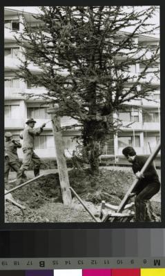 Site du CHUV avant la construction de ce dernier: plantation d'un cèdre. Au second plan, le bâtiment de Mont-Paisible.