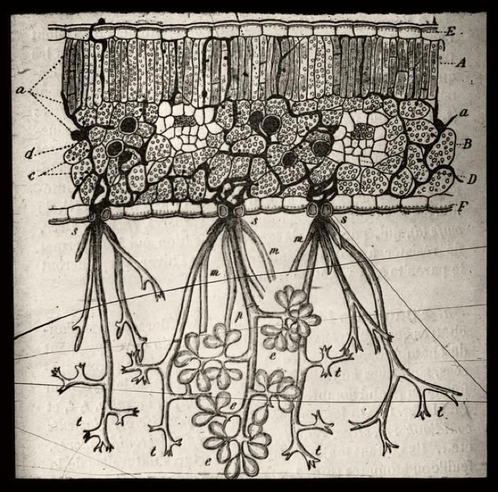 Document médical, dessin non identifié.