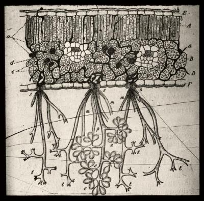 Document médical, dessin non identifié.