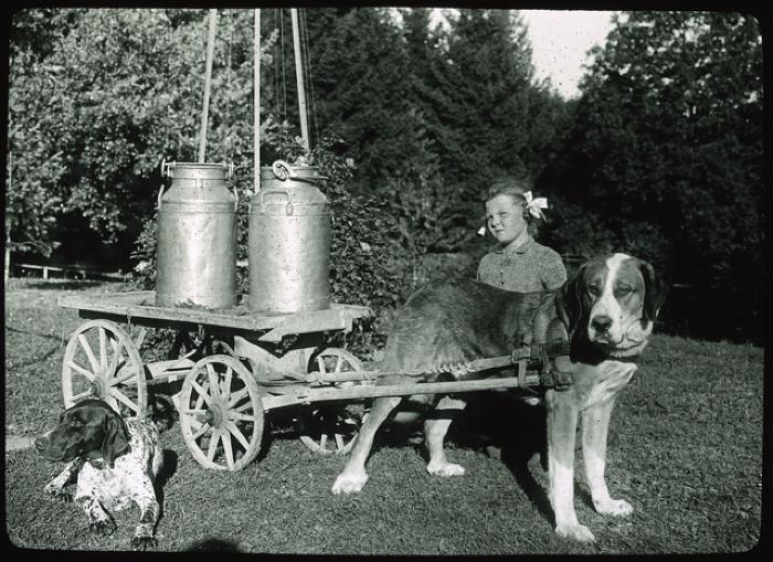 Asile La Rosière à Gimel. Le transport du lait.