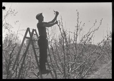 Santé publique: lutte contre la tuberculose, activités, taille des arbres.