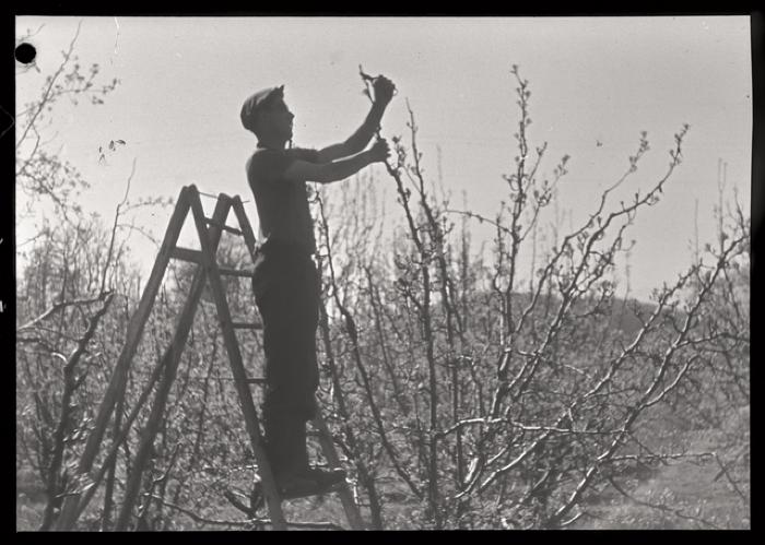 Santé publique: lutte contre la tuberculose, activités, taille des arbres.