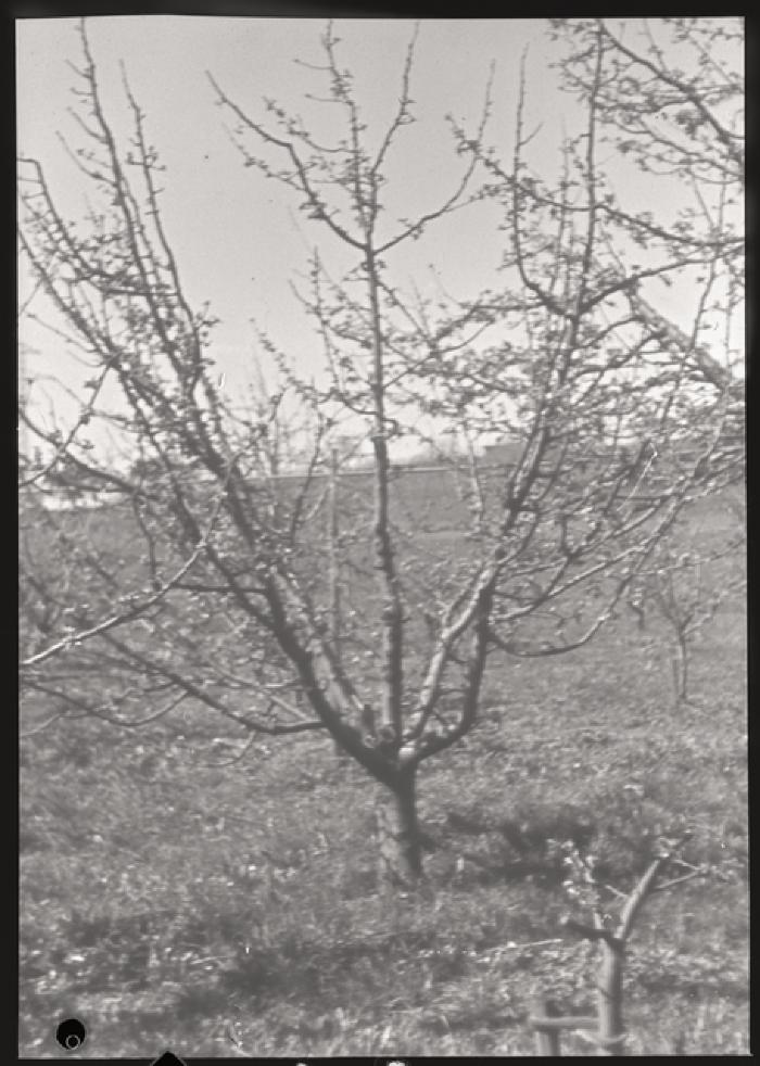 Santé publique: lutte contre la tuberculose, activités, taille des arbres.