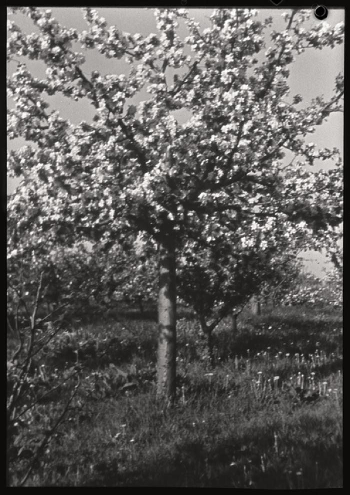 Santé publique: lutte contre la tuberculose, activités, taille des arbres.