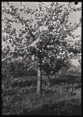Santé publique: lutte contre la tuberculose, activités, taille des arbres.