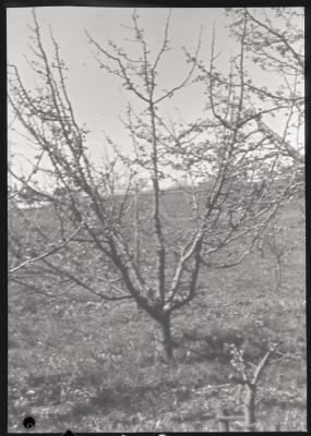 Santé publique: lutte contre la tuberculose, activités, taille des arbres.