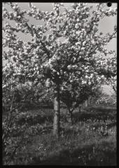Santé publique: lutte contre la tuberculose, activités, taille des arbres.